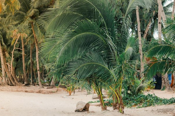 Wat zijn de beste cruisebestemmingen voor natuurliefhebbers?